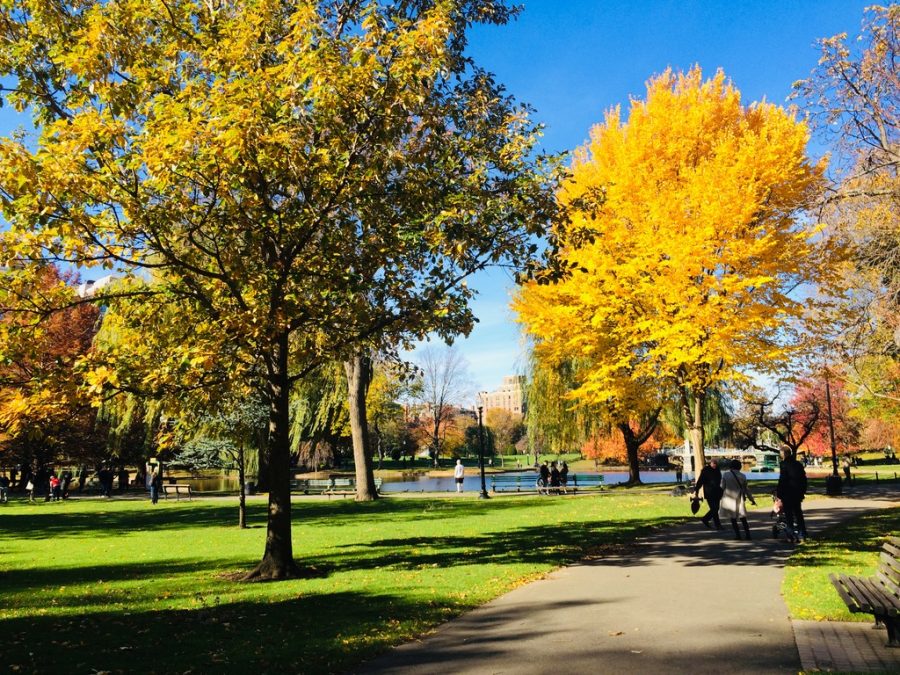 The Boston Common, a central public park in downtown Boston. Photo: Ha Ta