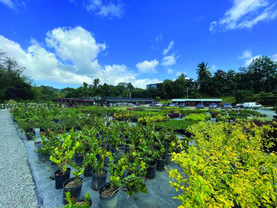 Figure Plantas de Caparra in Caguas, Puerto Rico. 