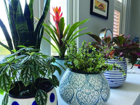 A variety of house plants.